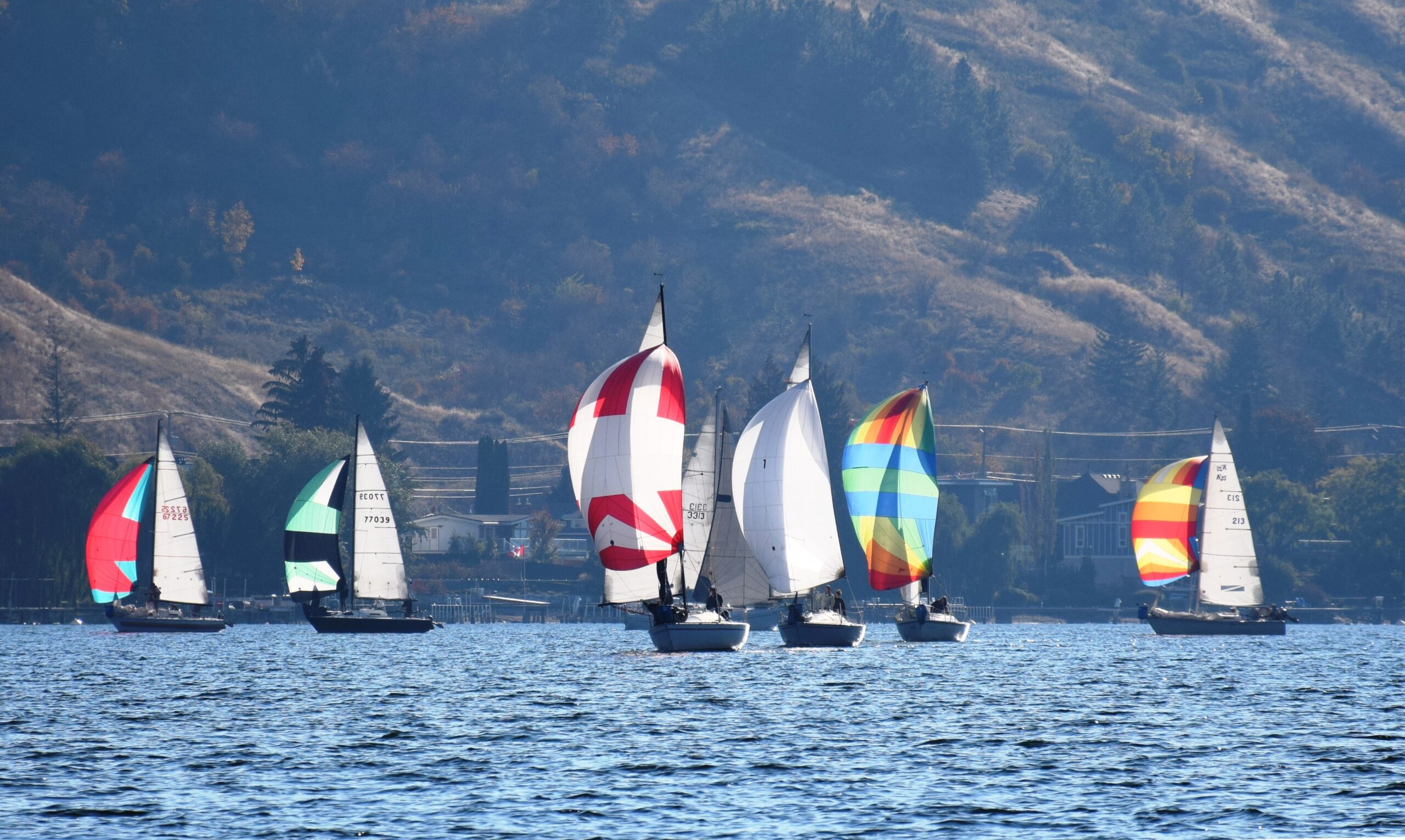 Weekly Coed Sailboat Racing on Okanagan Lake with colourful spinnakers